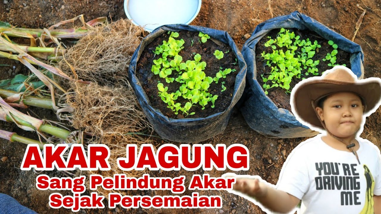 Akar jagung !!, Pupuk penyehat akar yang banyak Manfaatnya