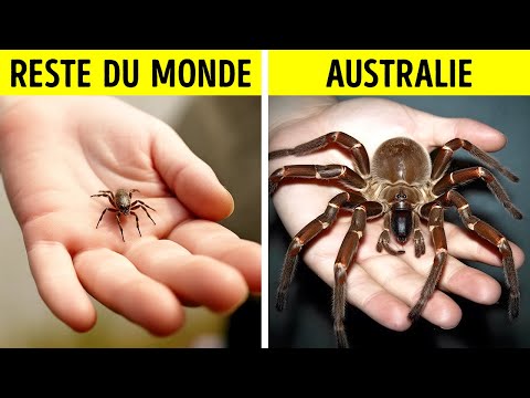 Vidéo: Les insectes ont-ils le sang chaud ?