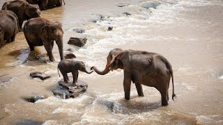 Elephant Mother MUST Save Her Herd | Maya's Mission/ FULL FILM