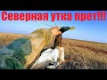 Северная утка прет дуром-садится прям в чучела! Нашел уток в поле и пошло! Охота на утку 2021 Охота