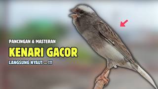 Download lagu Kenari GACOR Panjang Suara PANCINGAN Kenari PAUD Belajar Bunyi Ngeriwik | Masteran Kenari Paud #729