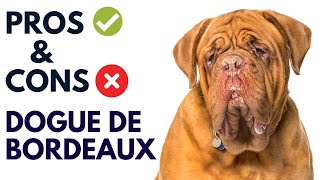 Dogues De Bordeaux Breed Pros and Cons | French Mastiff Advantages and Disadvantages  #AnimalPlatoon