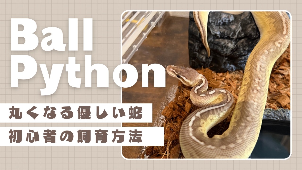 丸くなる優しいヘビ｜ボールパイソンのお迎えと初心者の苦難