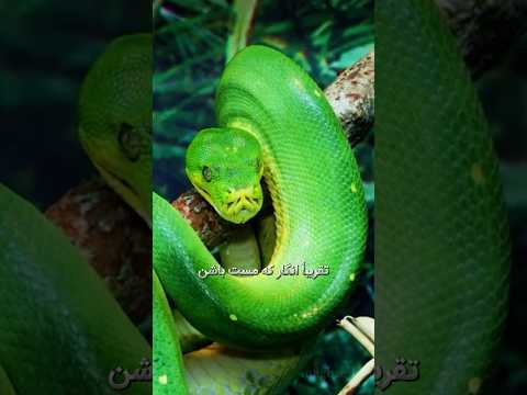 چرا مارها دم خودشون رو میخورن دنیای حیوانات