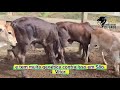 04 Bezerros de Inseminação 33 99989-3923