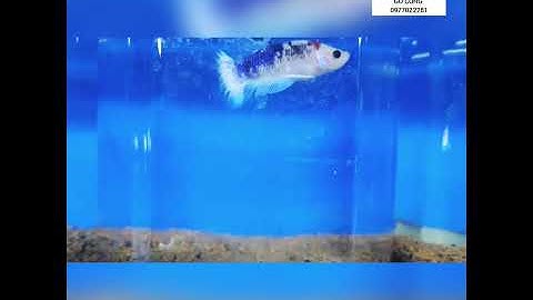 THẤY ĐẸP THÌ PHẢI SHOW THÔI | CÁ CẢNH NHẬT TOÀN GÒ CÔNG 0977022281