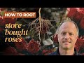 How To Root Store Bought Roses Clone Those Roses You Just Got For From That Special Person How To Root Store Bought Roses Clone Those Roses You Just Got For From That Special Person