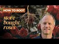 How to Root Store-bought Roses! (Clone those roses you just got for/from that special person!)