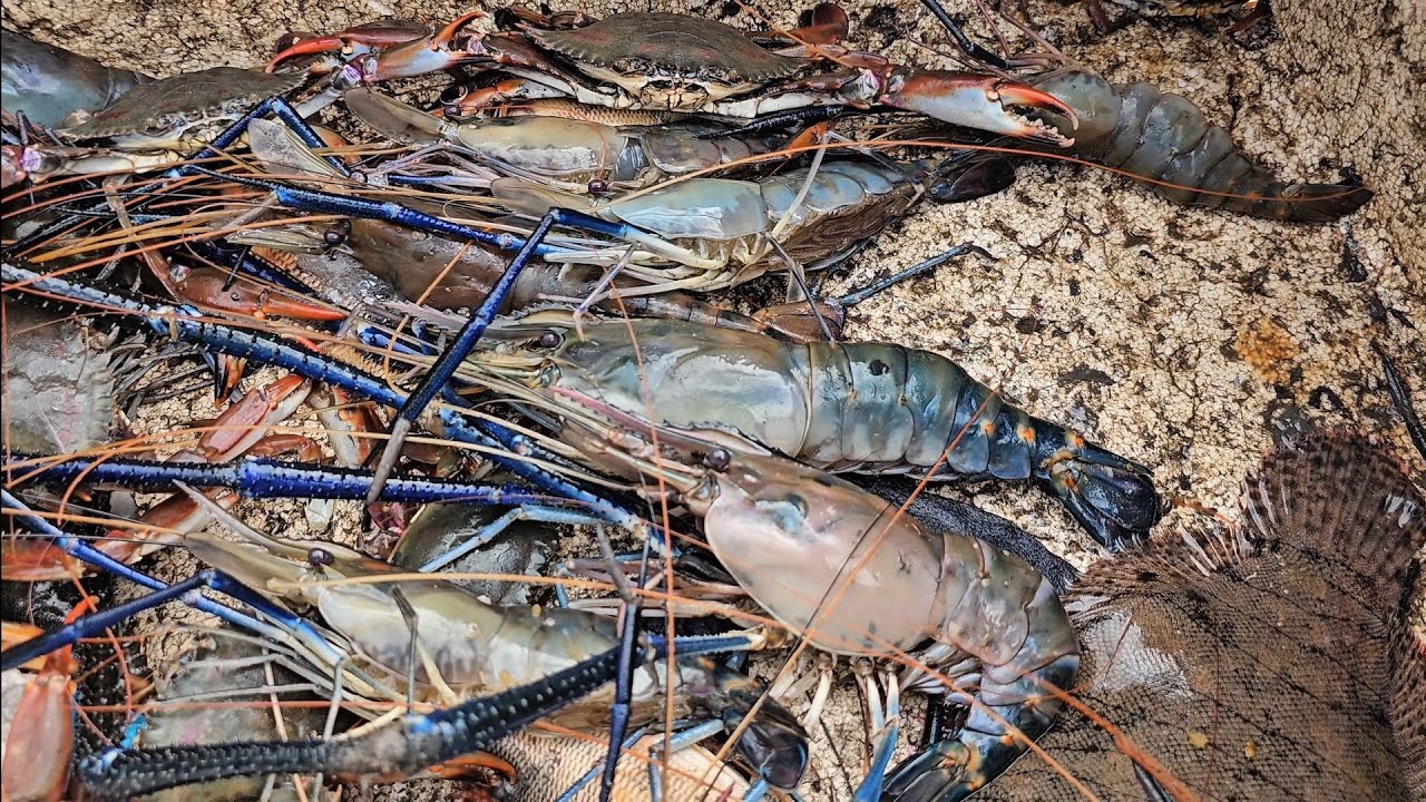 ESSA LAGOA TAVA CHEIA DE PEIXES,CAMARÃO E SIRI.