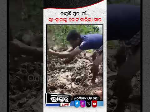 ବିଷାକ୍ତ ସାପ ନେଇଗଲା ଜୀବନ #snake #odishabhaskar #shortsvideo