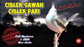 Master JITU Cetak Ciblek Ngebren // Ciblek Sawah Ngebren Durasi Panjang Ber-Jeda ...