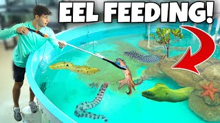FEEDING ALL My PET MORAY EELS!! *Dangerous*
