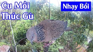 Tiếng chim cu gáy thúc gù cực sung. anh em không mở vdeo này thì mở vdeo nào
