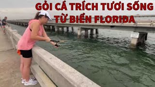 ĐẶC SẢN GỎI CÁ TRÍCH, CANH CUA RAU TẬP TÀNG TỪ FLORIDA