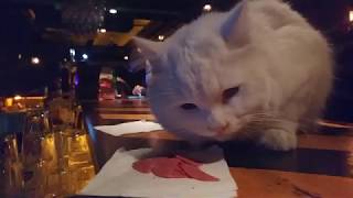 ROCK BARDA TAKILAN KEDİ / CAT HANGING OUT AT THE  BAR