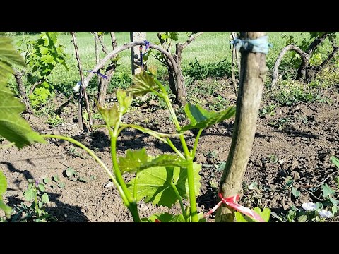 Видео: Грижа за Sky Vine Thunbergia - Научете за размножаването и отглеждането на Sky Vine