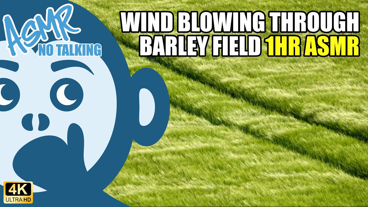 ASMR Wind Blowing Barley In Field & Long Grass One Hour Relaxing ...