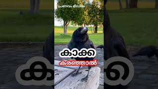 Watch Zodiac Crow video