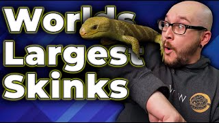 The BIGGEST Skink In The World! All About Monkey Tailed Skinks!