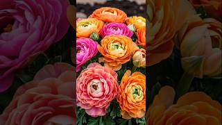 Ranunculus Bulbs Garminat And Flowering