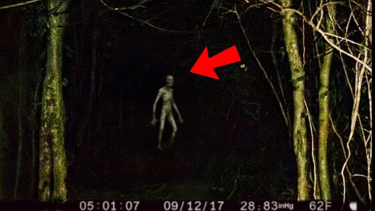 SHADOWS Moved Between the Trees… CAUGHT at NIGHT