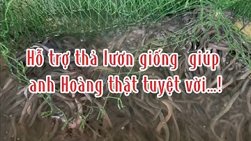 Hỗ trợ thả lươn giống giúp anh Hoàng thật là tuyệt vời 