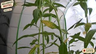 LIVE Monarch Caterpillars Pupating NOW Watch Them Transform Into Chrysalises In Real Time