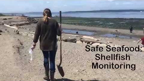 Safe Seafood: Shellfish Monitoring