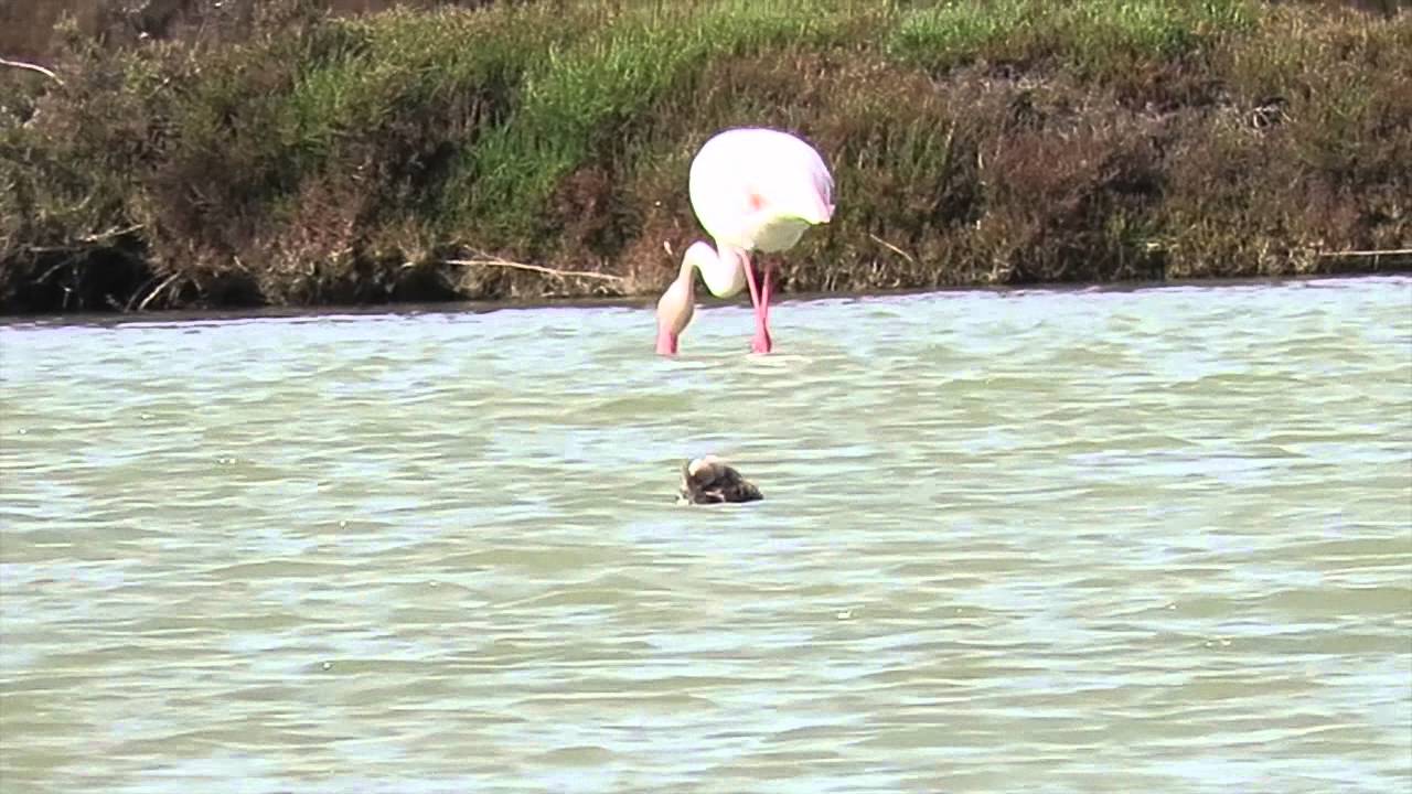 PATO HAVELDA Cádiz Marzo 2016