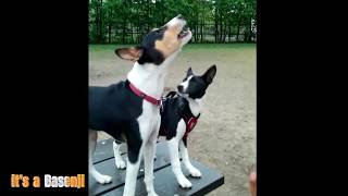 The Basenji Yodel (Baroo)