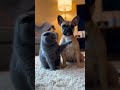 😱 Cat Caught Red-Handed! The Dog Is Shocked 😳｜Funny moment! 😂 #viralshorts