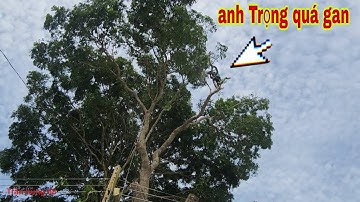 anh trọng cưa cây xà cừ tím vành 250 cao 35 m ở Long Xuyên #cưa cây vùng bảy núi