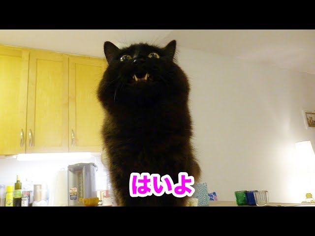 「はいよ」と言って料理のお手伝いしようとするねこ Theo wants to help cooking.