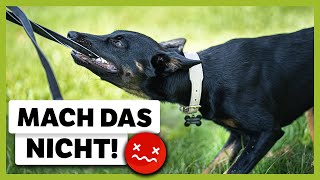 SUCHTVERHALTEN beim Hund durch FALSCHES Training: So wird es korrigiert [LIVE BEISPIEL]