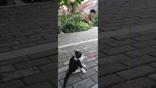 Trying to distracted Maru. #cat #shorts