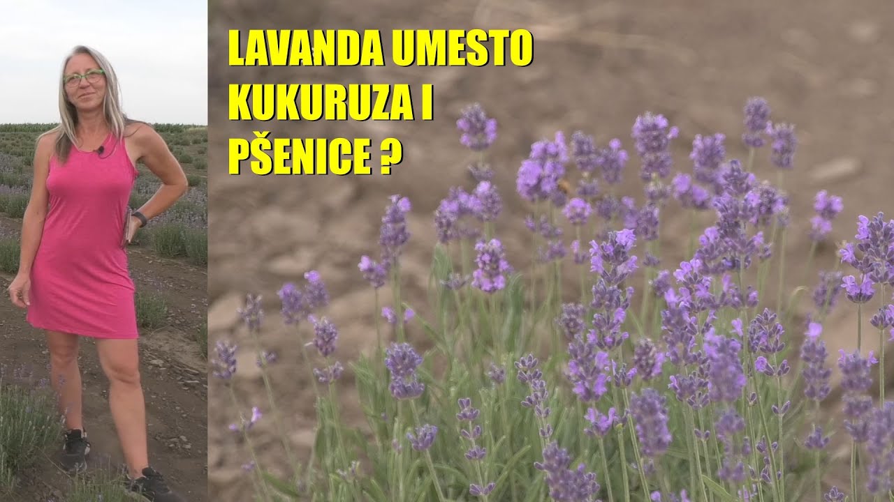 UZGOJ LAVANDE u BAČKOJ -  zbog žene PREŠAO sa ratarstva na cveće i eterična ulja
