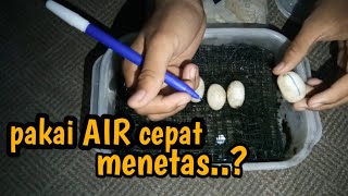Tips incub /menetaskan telur KURA KURA dengan media kawat dan air
