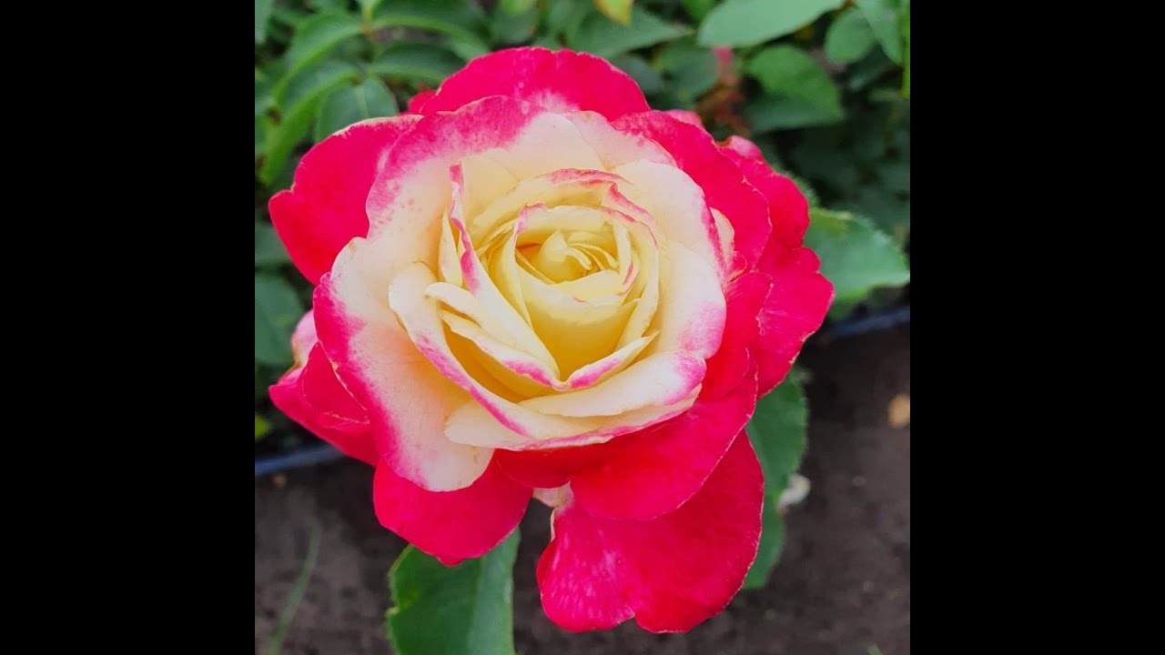 Роза Двойное Удовольствие Фото