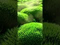 Arid, cracked desert earth transforms into a vibrant, emerald moss carpet.
