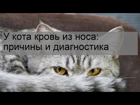 У кота кровь из носа: причины и диагностика