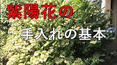 地植えアジサイの剪定 去年強剪定して今年の剪定は Youtube