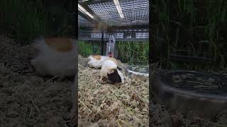petco Guinness pig fun