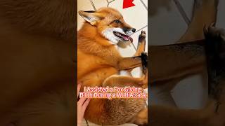 I Isted A Fox Giving Birth During A Wolf Attack
