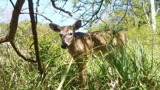 Helping An Endangered Florida Key Deer Off The Road