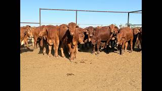 Auctions Plus 26 Ac Border Grazing 140 Feeder Steers