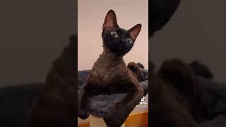 Devon Rex Cat #cat #funny #cats #catlover