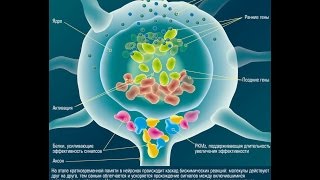Механизмы памяти Механизмы памяти