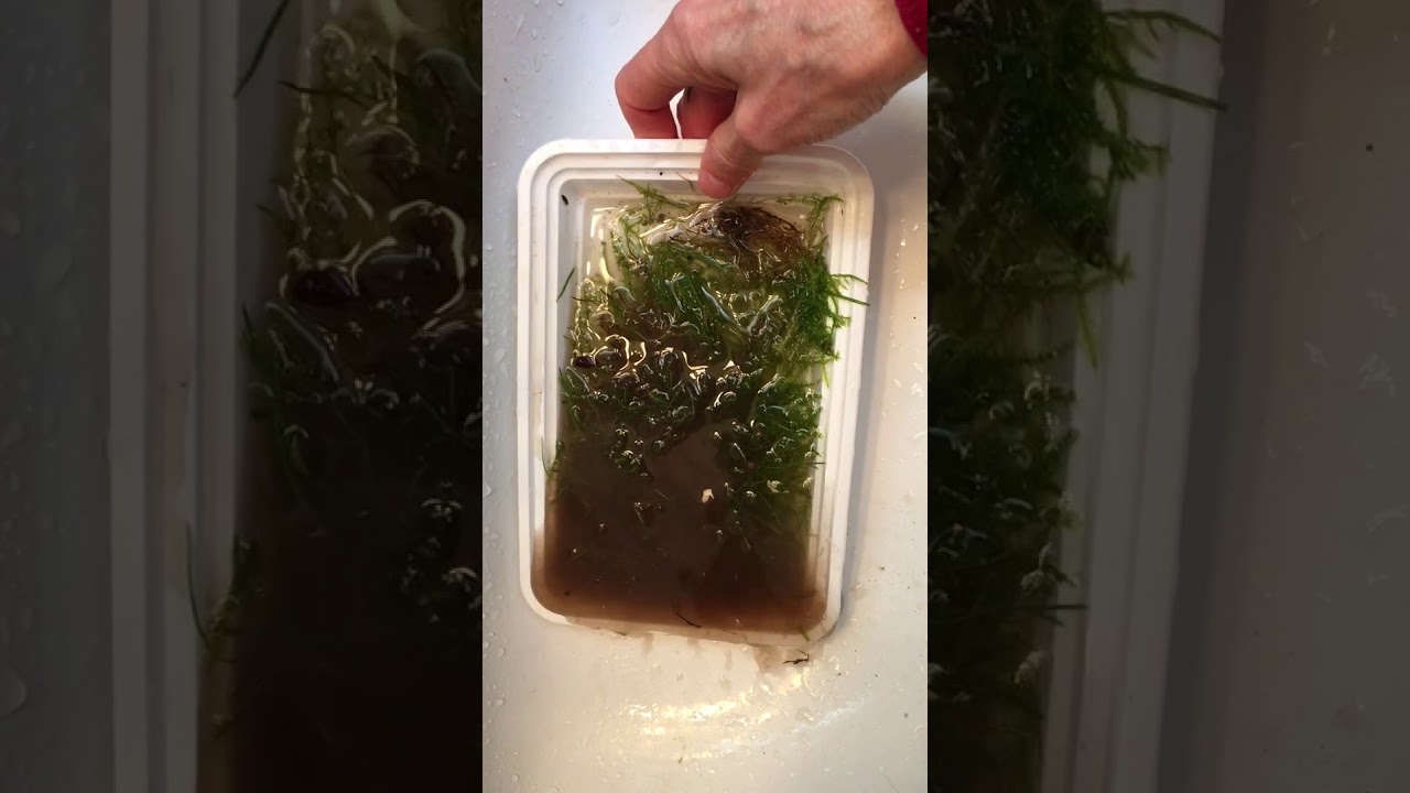FREE Aquarium Moss Part 1