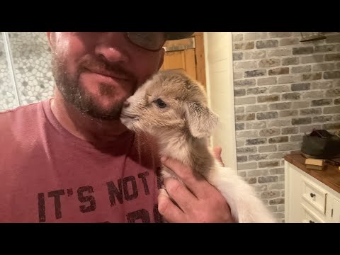 Ima Survivor Sanctuary Is Live With BABY GOATS
