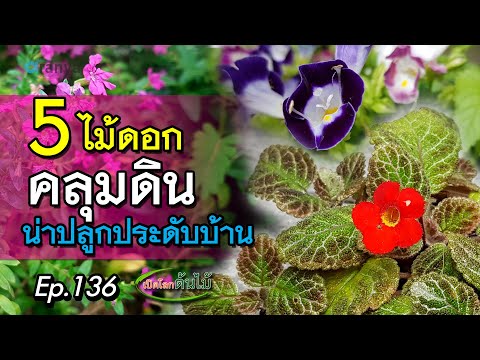 วีดีโอ: ดอกไม้ในร่มบาน (44 รูป): สีม่วงและสีชมพู, ต้นดาดตะกั่วดอก, ม่วง, ไม้ดอกประดับสีน้ำเงินและสีขาว